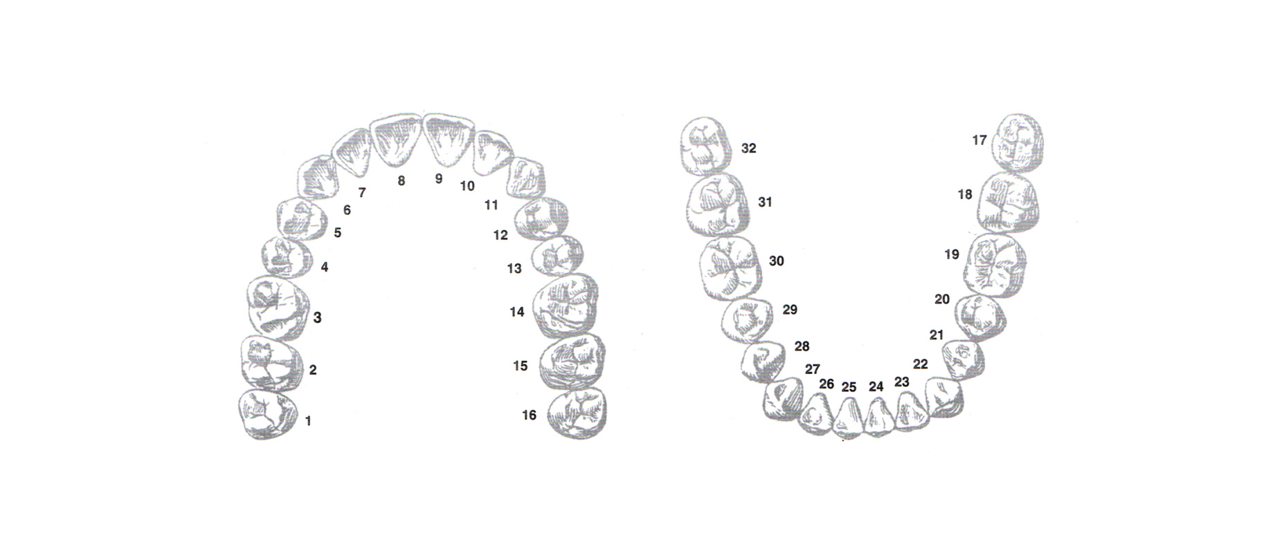 Upper and lower arch